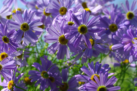 765093 (a): :2200x1463
